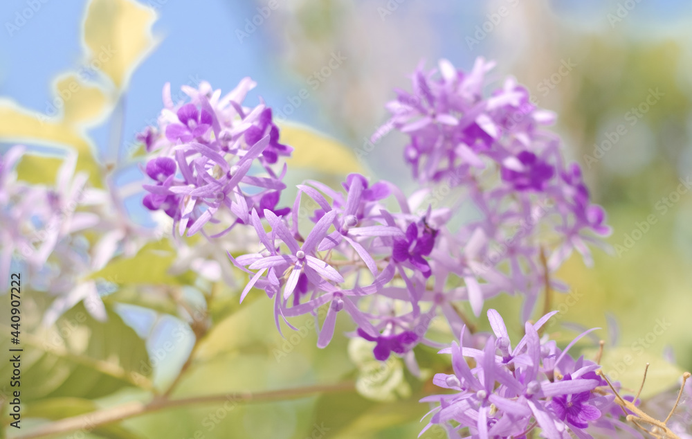 Petrea Flowers. (Queen's Wreath, Sandpaper Vine, Purple Wreath) 