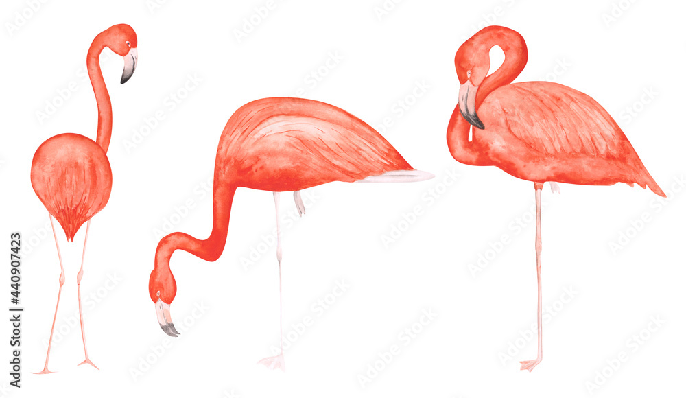 Obraz premium Set of 3 watercolor flamingos isolated on a white background. Hand-drawn pink tropical birds clipart. Cute illustration of exotic animals for your design. Colorful flamingos on one leg.