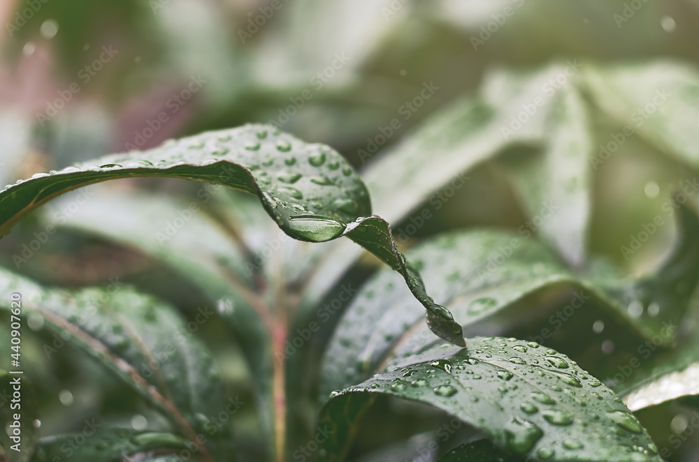 green peony leaf with raindrops green peony leaf with raindrops
