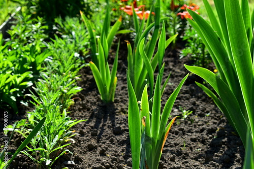 young iris leaves in the flowerbed