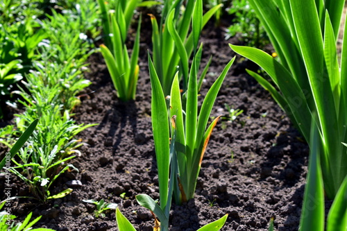 young iris leaves in the flowerbed