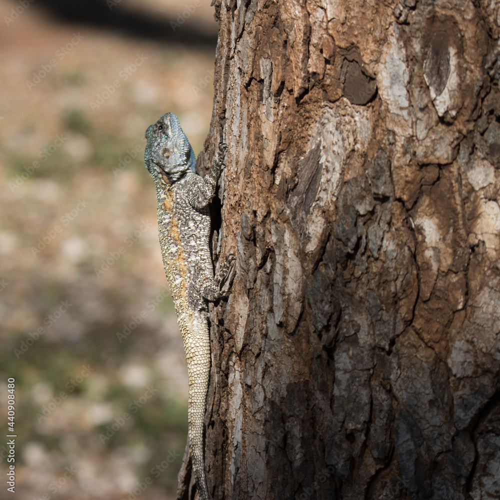 Kruger National Park: agama in tree Kruger National Park: agama in tree