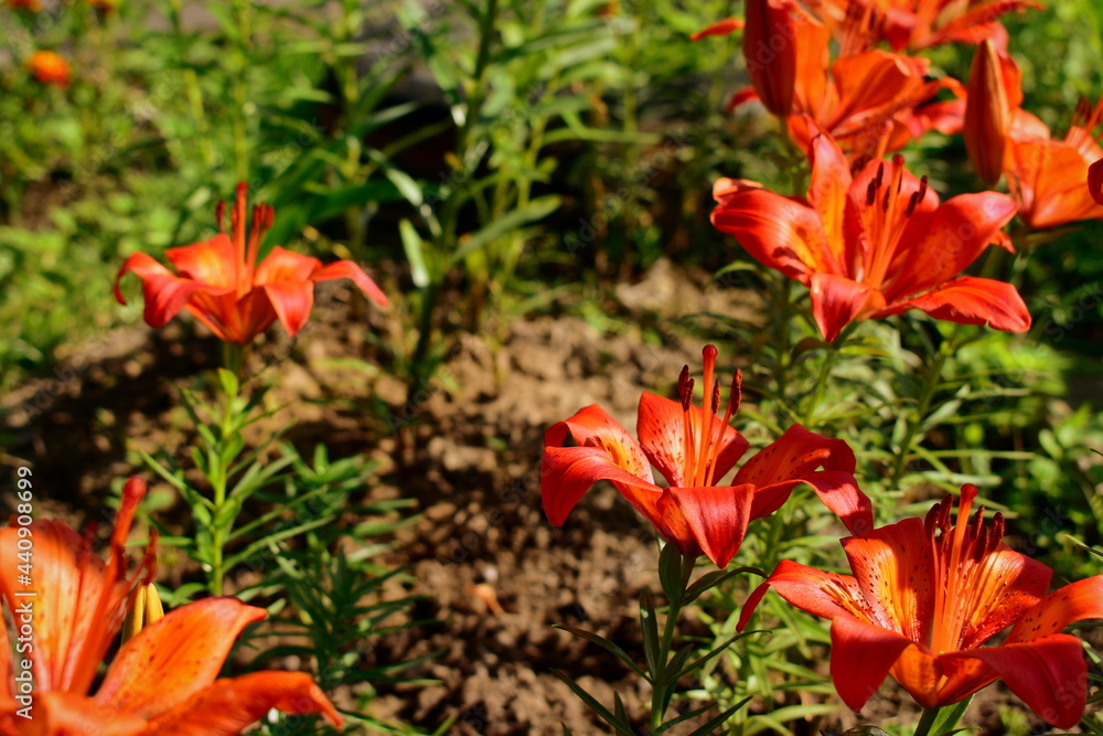 blooming lilies in the garden