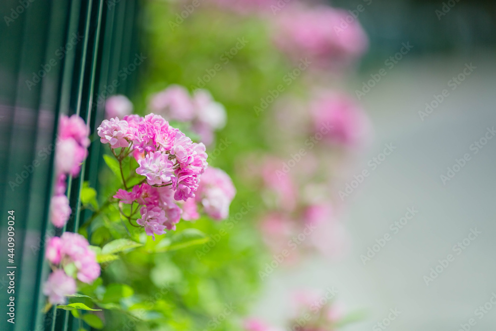Fototapeta premium beautiful pink flowers in spring
