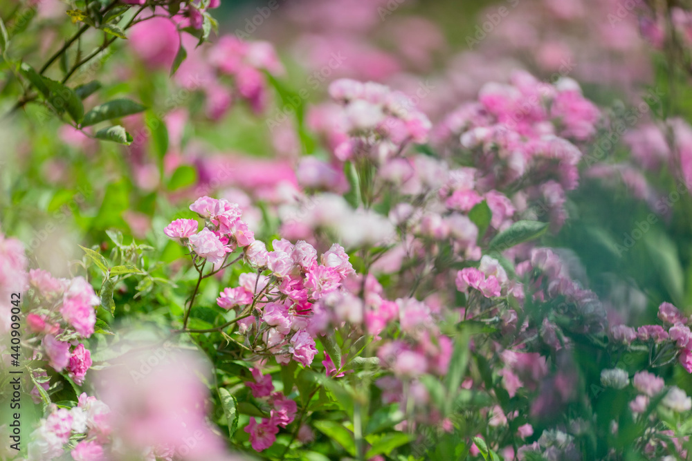 Obraz premium beautiful pink flowers in spring