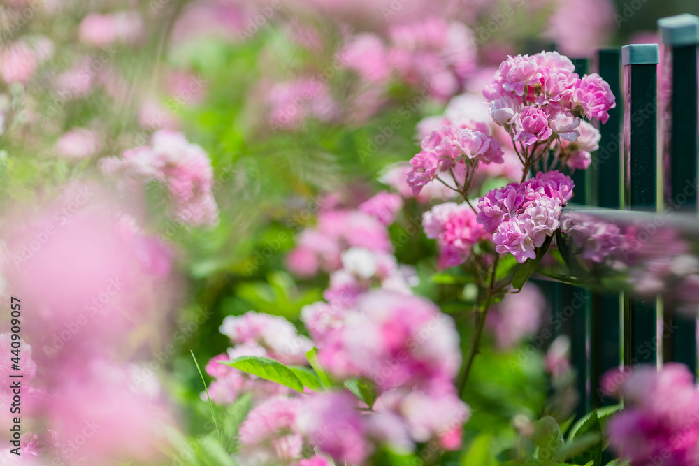 Obraz premium beautiful pink flowers in spring