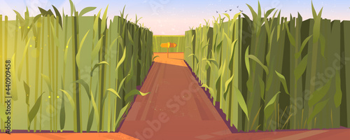 Cornfield day landscape with wooden road pointers and high green plants. Choice of way concept with signposts pointing on path fork. Labyrinth, maze, choosing direction, Cartoon vector illustration