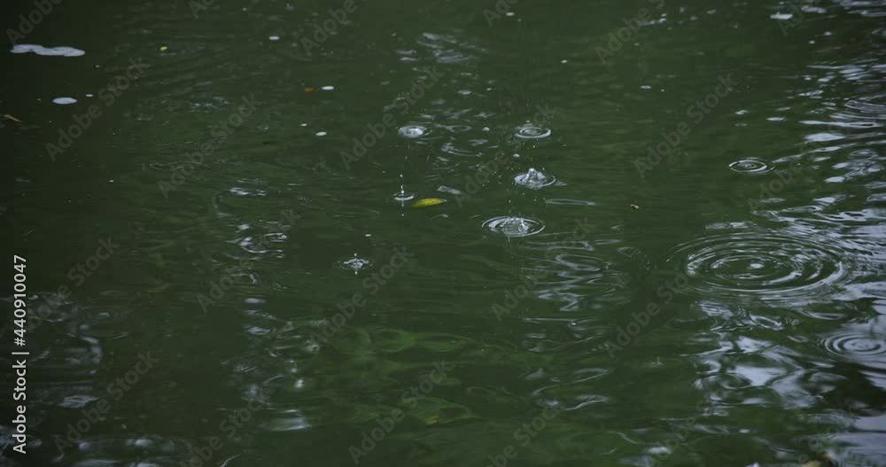 A slow motion of rain drop in the water the pond rainy day