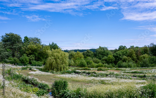 White flowers daisy on spring green field with green forest, Group of Chamomile flower blooming with blurry bokeh meadow in sunny day summer. Beautiful natural landscape background