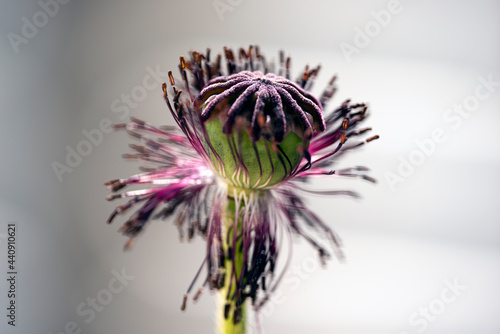 Photography poppy flower, nacka,sweden, sverige, stockholm