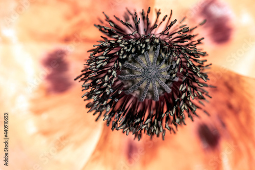 Photography flower of a poppy, nacka,sweden, sverige, stockholm