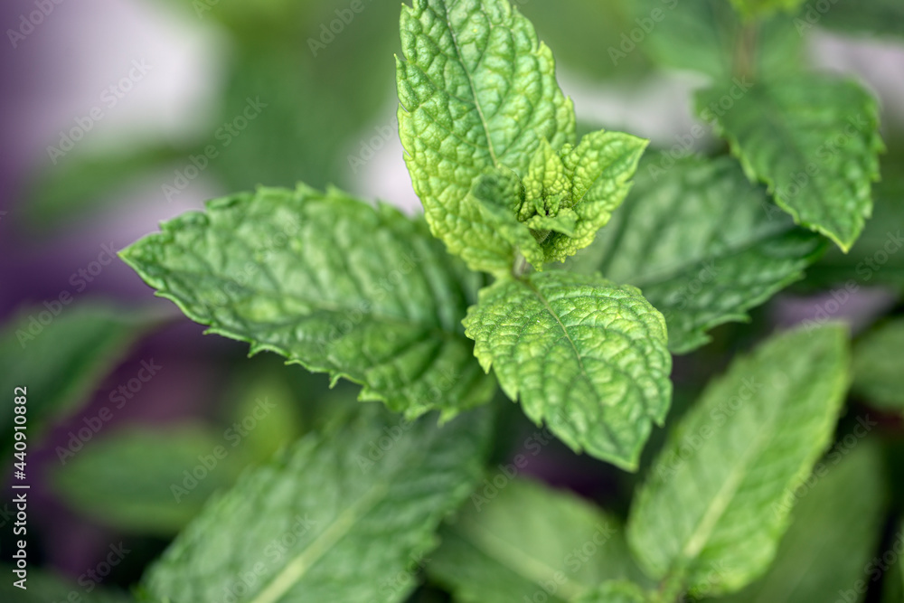 mint leaves in the garden, nacka,sverige,sweden,stockholm mint leaves in the garden, nacka,sverige,sweden,stockholm