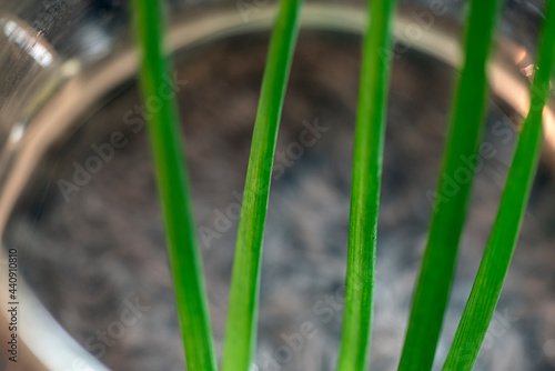 Photography close up of a plant in a pot, nacka,sweden, sverige, stockholm