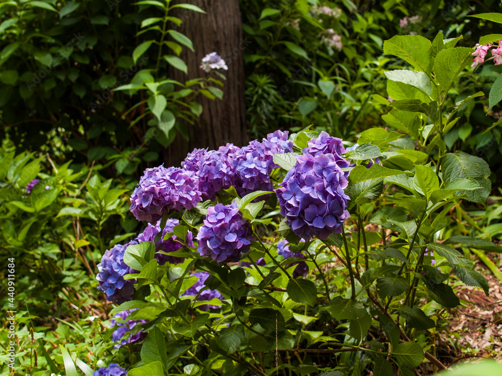 Fototapeta premium 紫陽花の花