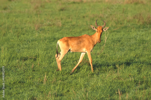 Bubale Antilope Alcelaphus buselaphus Afrique Kenya Tanzanie