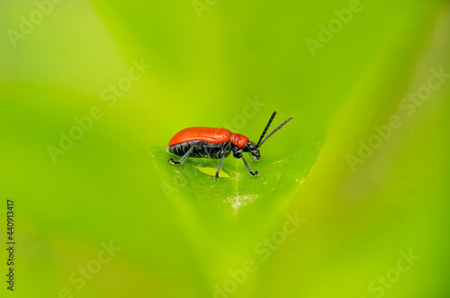 Side view of a small red bacon beetle on a leaf against a green background