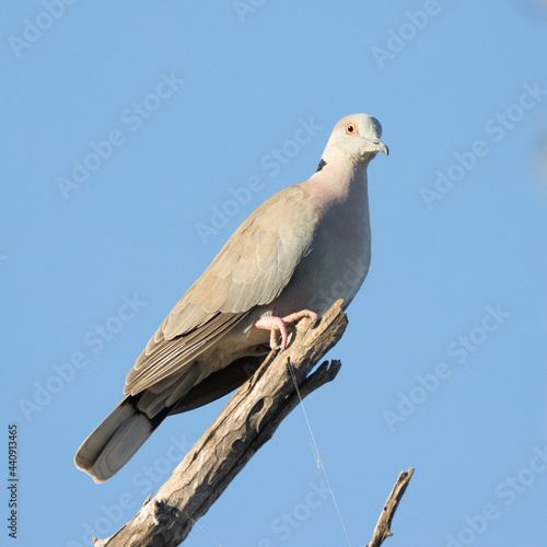 Kruger National Park: Birds African Mourning Dove