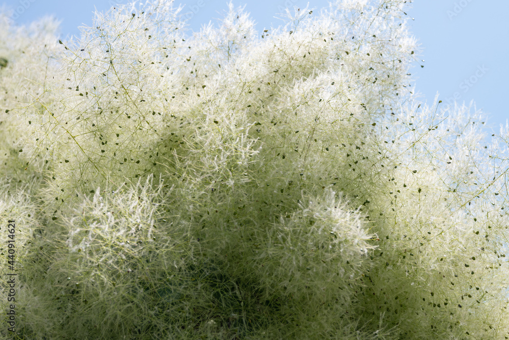 An exotic bush with an unusual flowering in the form of a white spider web