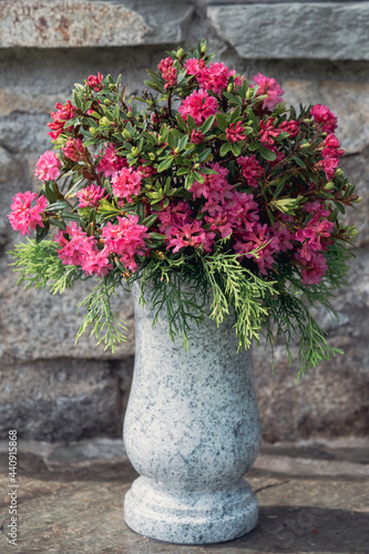 the beautiful red alpine rose  rhododendron ferrugineum  in a flower vase with a stone wall in the background