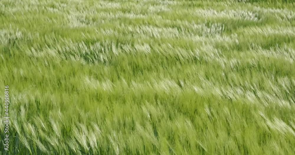green field of beautiful summer rye barley and wheat for green industry. barley spikelets sway in the wind. 