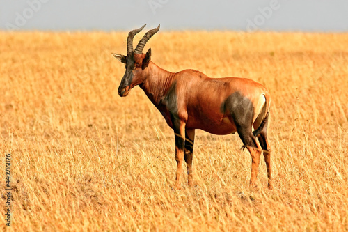 Damalisque Damaliscus Korrigum Antilope Topi au Kenya © Andre