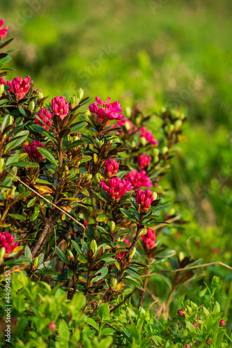 The red color in summer on the mountains brings the beautiful alpine rose, rhododendron ferrugineum