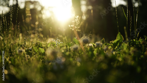 Grass. grass photographed in the sunset light. vegetation detail.