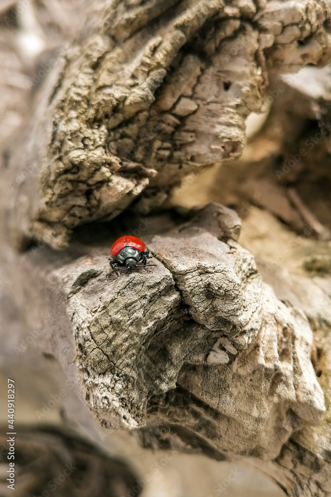 Italy Maremma, close-up photo of Chrysomela Populi Italy Maremma, close-up photo of Chrysomela Populi