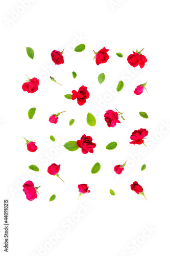 Flat lay, copy space. Summer composition with flowers rose, leaves on a white background.