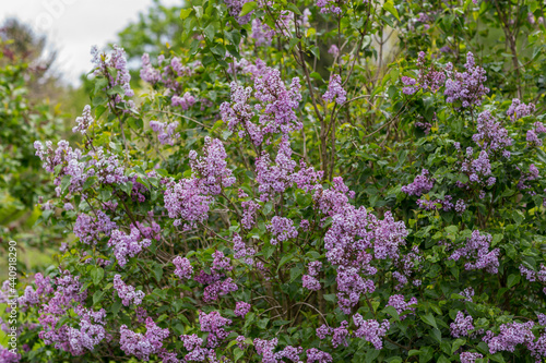 lilac syringa vulgaris blossom in summer of Germany photo