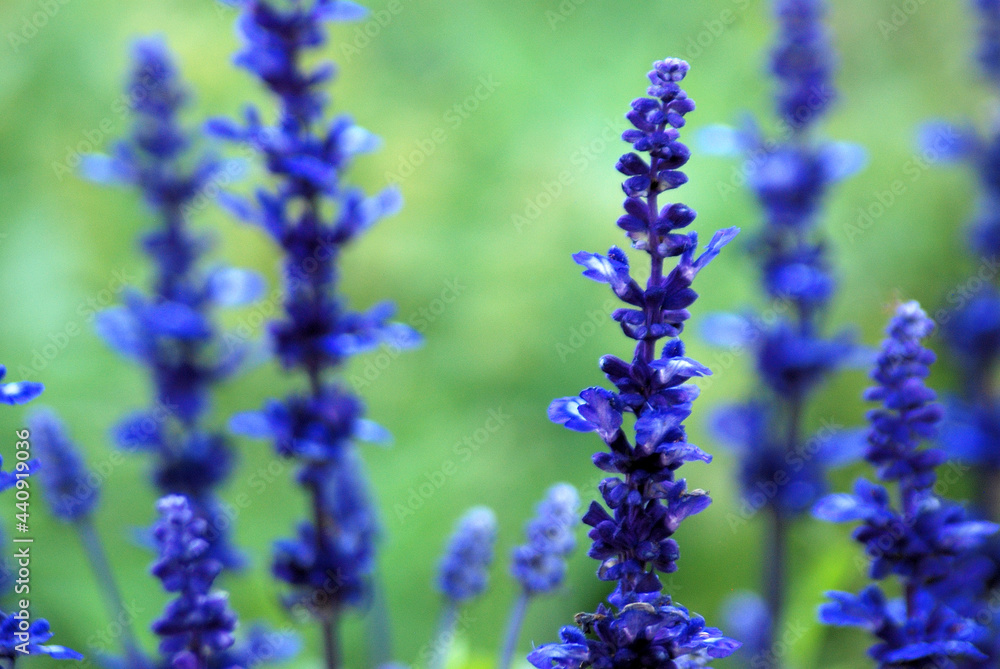 Obraz premium LAVANDULA