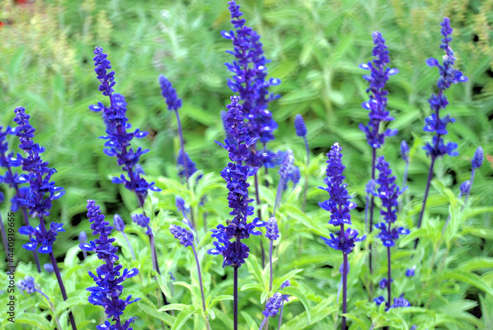 Obraz premium LAVANDA