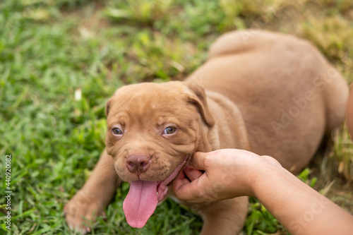 A cute brown pit bull  less than a month old  lies on the lawn of the dog farm. playing with owner Fat  soft-skinned puppies need love and care. Dogs are happy when they are with their owners.