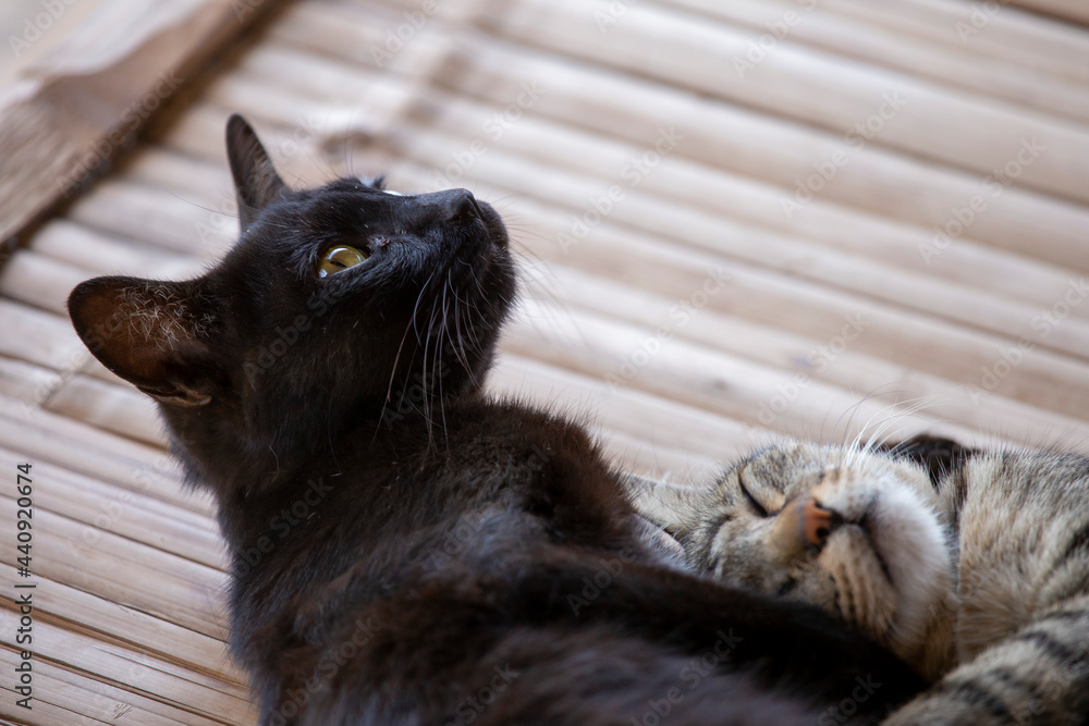 Obraz premium Two cats snuggled together in love. black and gray striped cat on bamboo background Hilltribe houses in Thailand Concept Love of living beings does not discriminate on color or skin color