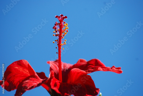 HIBISCUS ROSA SINENSIS EN FONDO DE CIELO AZUL