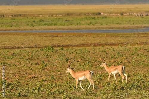 Gazelle de Grant Gazella granti au Kenya