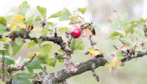 lonely red berry on a branch