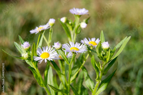bush of wild, white daisies