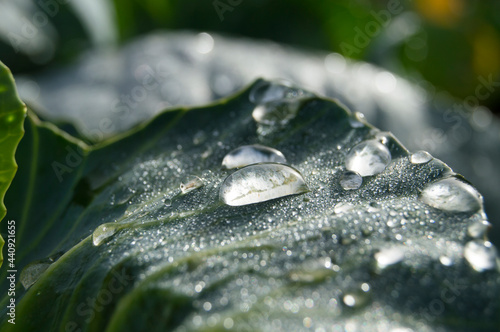 two drops of vada on cabbage leaves