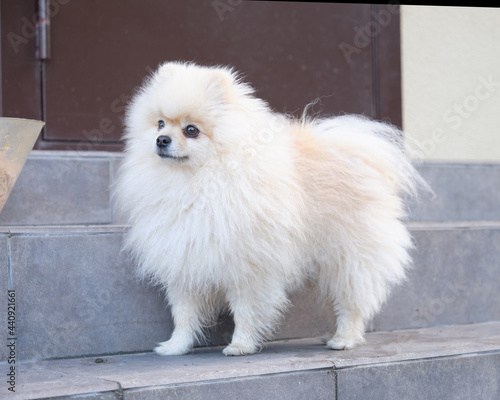 a white pomeranian stands on the steps of a house near the front door