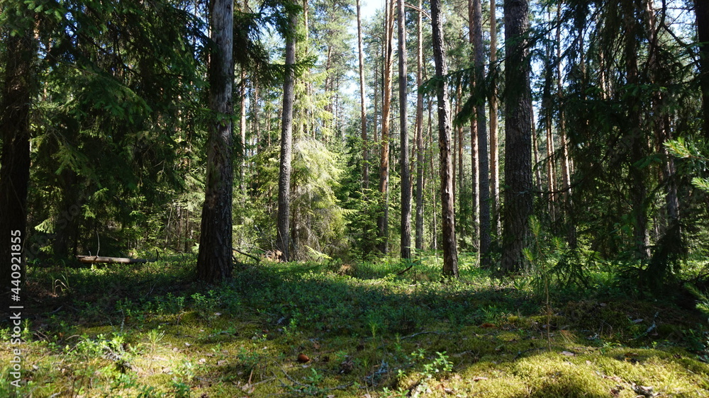 Лесной массив, forest area