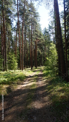 Лесная дорога, forest road