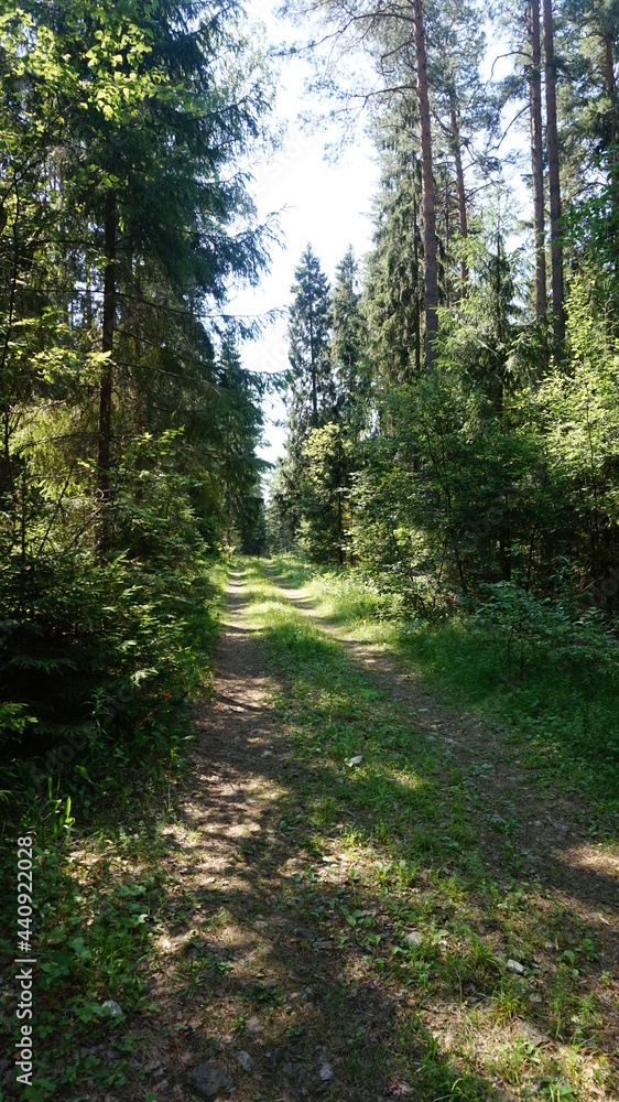 Obraz premium Лесная дорога, forest road