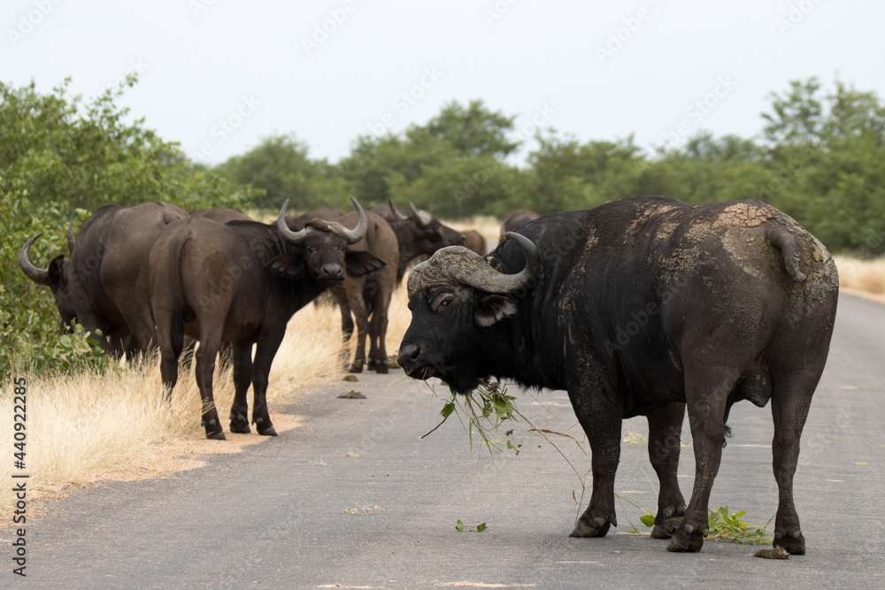 Kruger National Park: Buffalo bull with garland Kruger National Park: Buffalo bull with garland