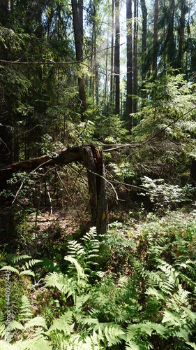 Лесной массив, forest area