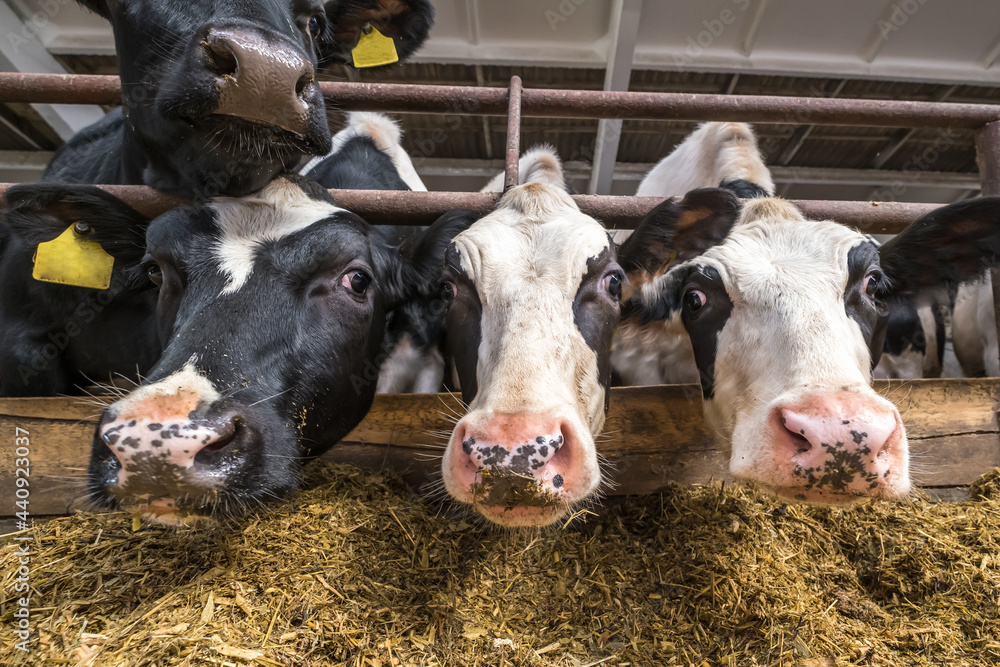 Breeding cows in free animal husbandry. Cowshed. Livestock cow farm. Herd of black white cows are looking at the camera with interest. Breeding cows in free animal husbandry. Cowshed. Livestock cow farm. Herd of black white cows are looking at the camera with interest.