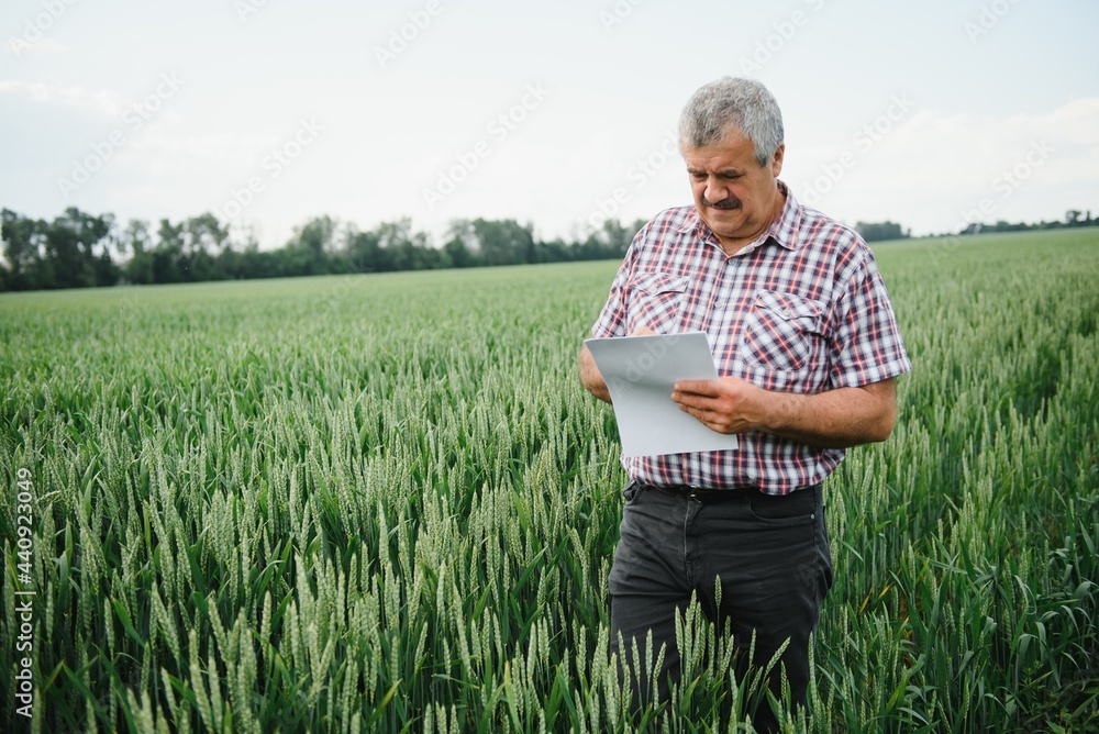 Experienced and confident farmer stands on his field. Portrait of senior farmer agronomist in wheat field. Experienced and confident farmer stands on his field. Portrait of senior farmer agronomist in wheat field.