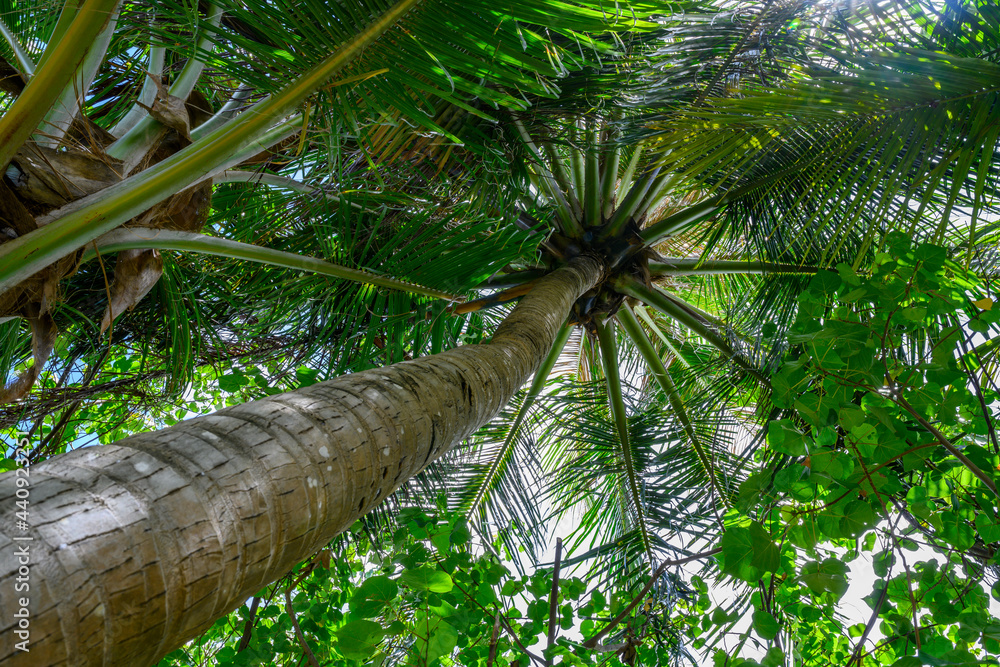 Naklejka premium Bottom view of a tall palm tree in the rainforest