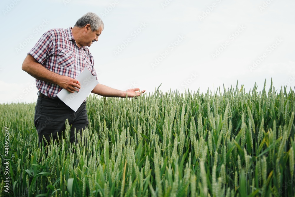 Experienced and confident farmer stands on his field. Portrait of senior farmer agronomist in wheat field.