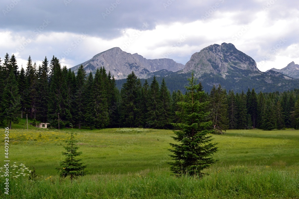 Fototapeta premium landscape with trees